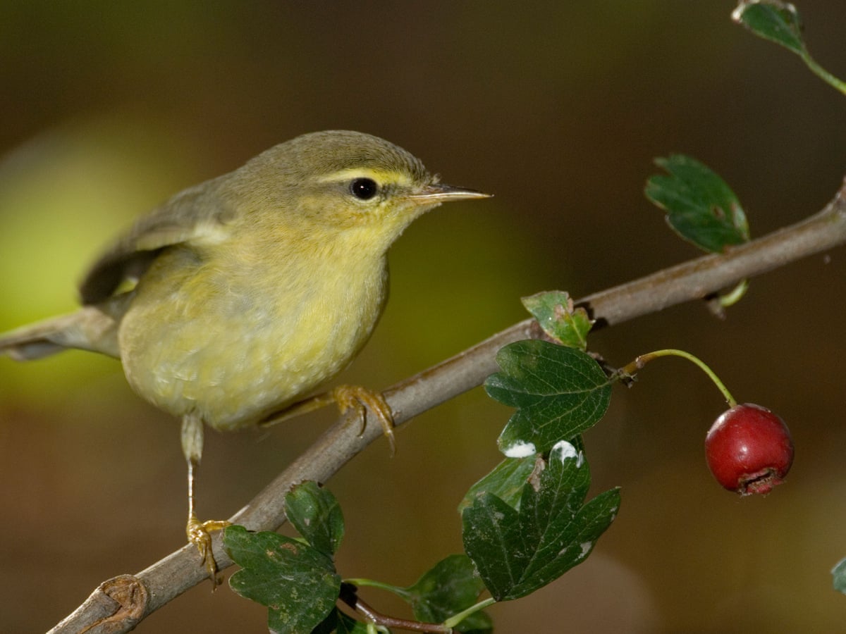 Country diary: Suddenly I crave to hear a willow warbler | Birds | The  Guardian