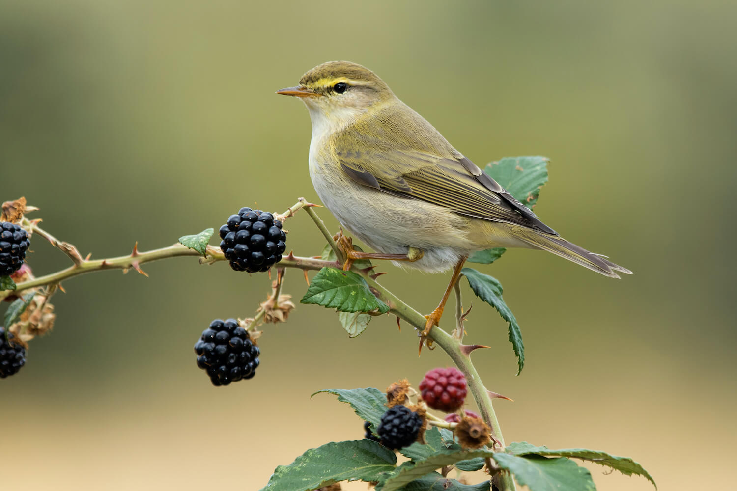Willow warbler: song, nest & eggs - Plantura